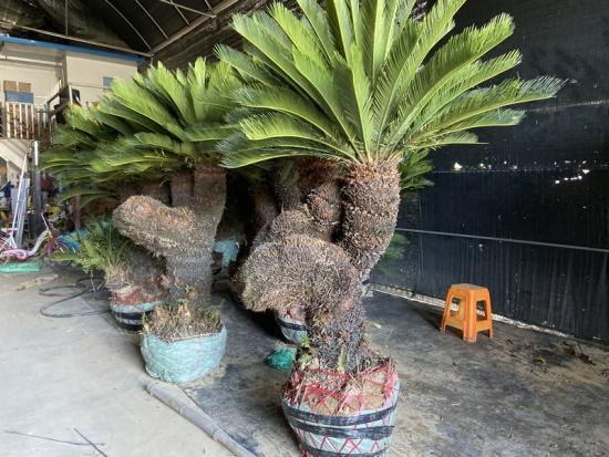 king sago palm plant