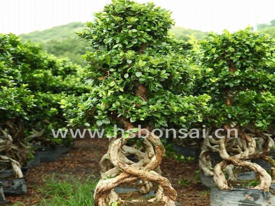 ficus microcarpa 8 shape bonsai