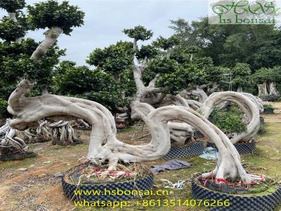 ficus microcarpa dragon bonsai