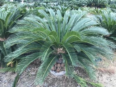 king sago palm plant with leaves