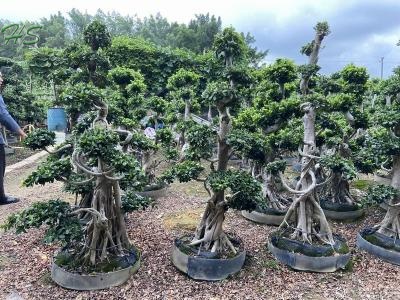 Multi branch real bonsai