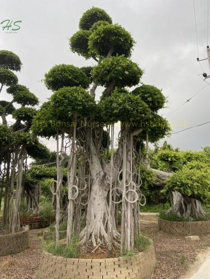 unique design huge ficus bonsai