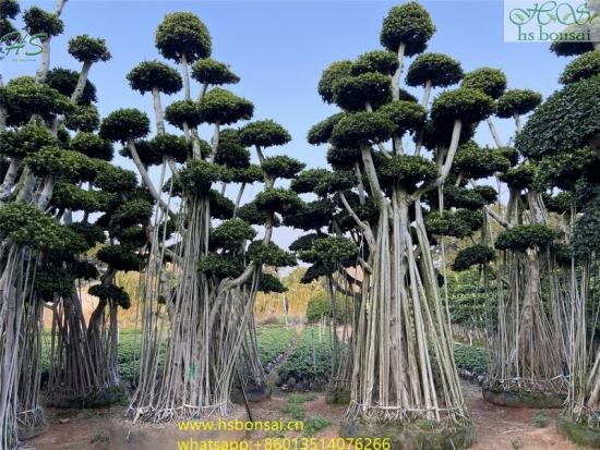 huge ficus bonsai