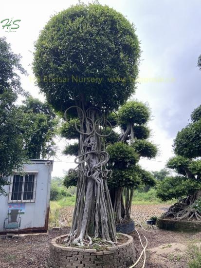 unique design huge ficus bonsai