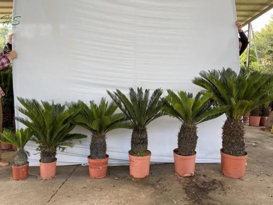 cycas potted with leaves
