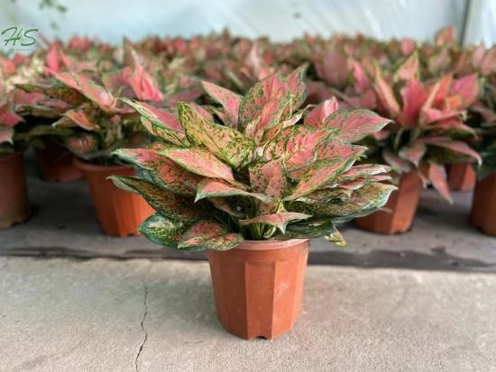 Aglaonema variegated with silver and green coloration