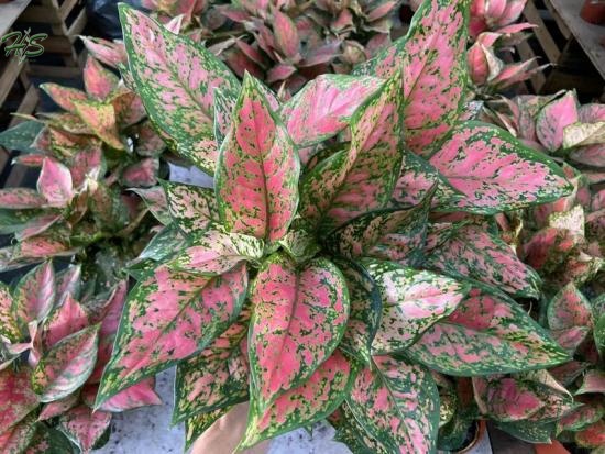 Aglaonema variegated with silver and green coloration