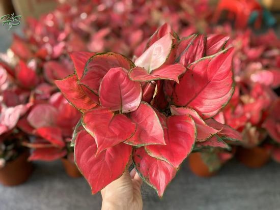 Aglaonema Rich Red red beauty red Thailand red