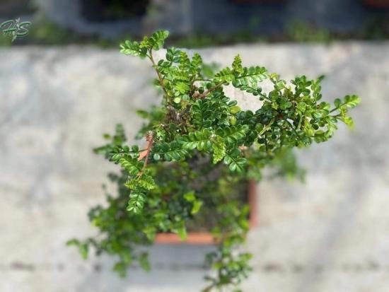 Pistacia weinmannifolia bonsai