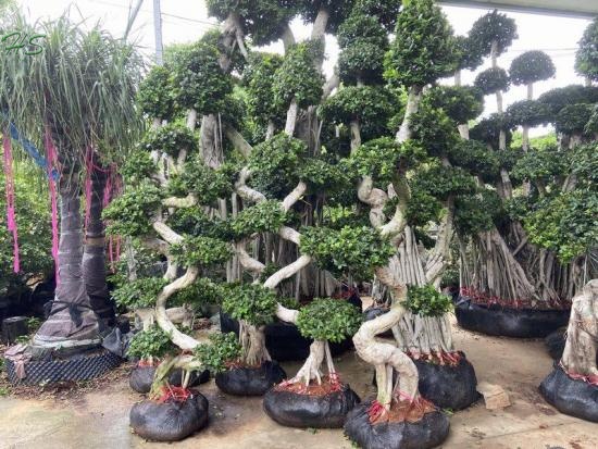 Ficus S Shape