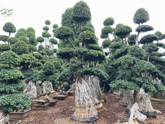 ficus aerial root nanan root bonsai