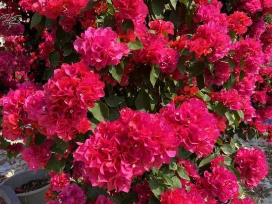 Tong'An Red  bougainvillea glabra tree