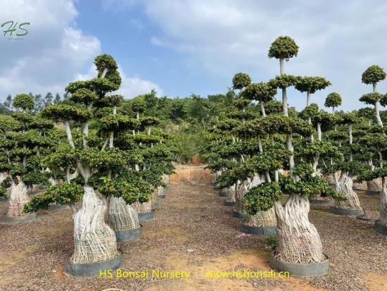 ficus aerial root nanan root bonsai tree