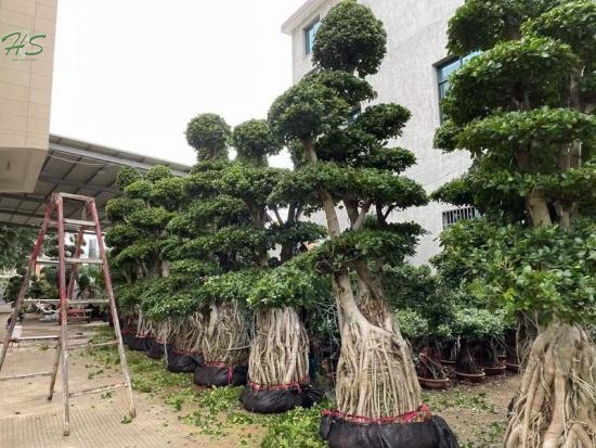 Chinese Banyan ficus aerial root bonsai tree