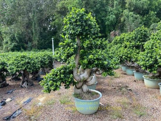 Ficus dragon shape microcarpa bonsai tree