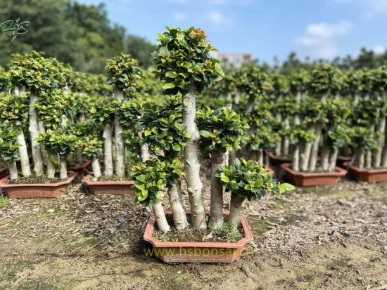 Ficus 5 step microcarpa bonsai tree