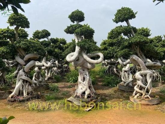 Dragon Shape Ficus Bonsai Tree Nursery