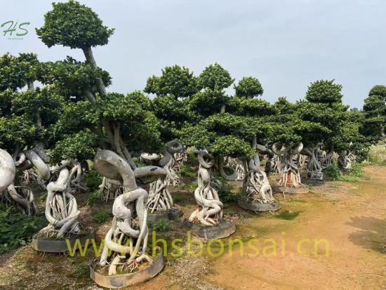 Dragon Shape Ficus Bonsai Tree Nursery