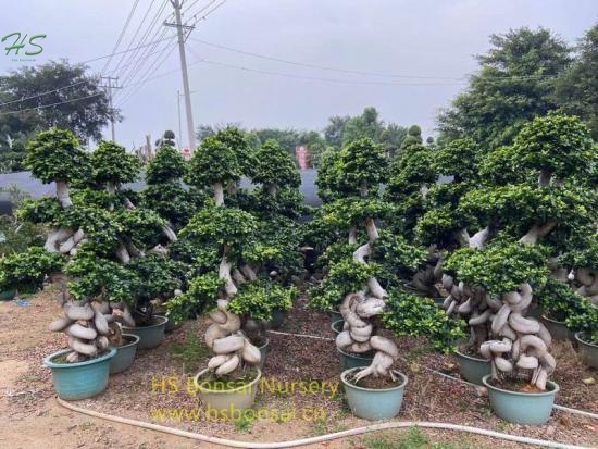 Small Size Dragon Shape Ficus Bonsai Tree Nursery