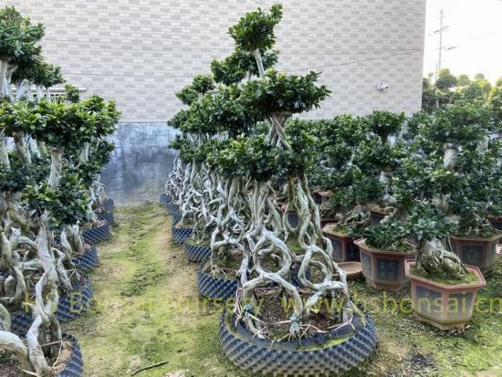 Combined 8 Shape Ficus Bonsai Tree types
