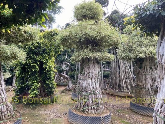 Crop With Long Term Ficus Outdoors Plant