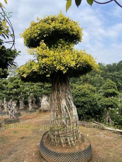 Colorful Ficus Aerial Root Bonsai Tree
