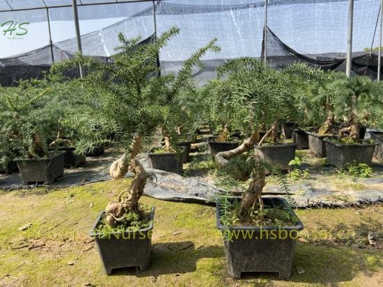 Top Quality Araucaria Heterophylla Bonsai Plants