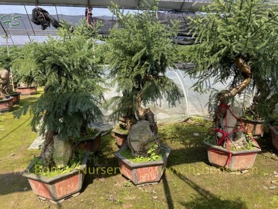 Top Quality Araucaria Heterophylla Bonsai With Stone Plants