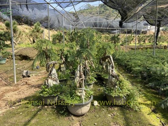 Araucaria Heterophylla Mini Bonsai Tree Plants
