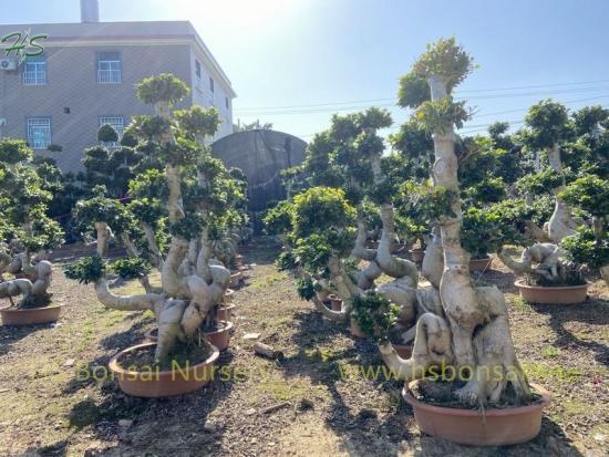 Ornamental Plants Dragon Shape Ficus Bonsai Tree Nursery
