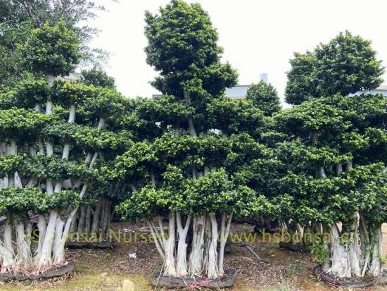 Multi Branch Ficus Microcarpa Forest Trees