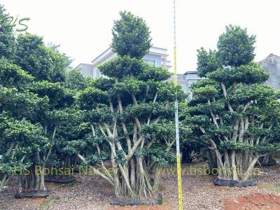 Middle Size Multi Branch Ficus Bonsai Forest Tree Nursery