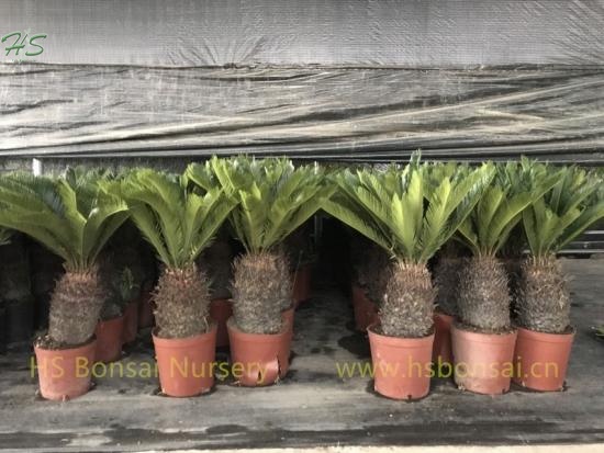 Natural Cycas Revoluta Bulb With Leaves