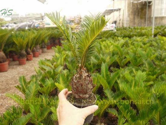 Natural Plant Cycas Revoluta Potted With Leaves