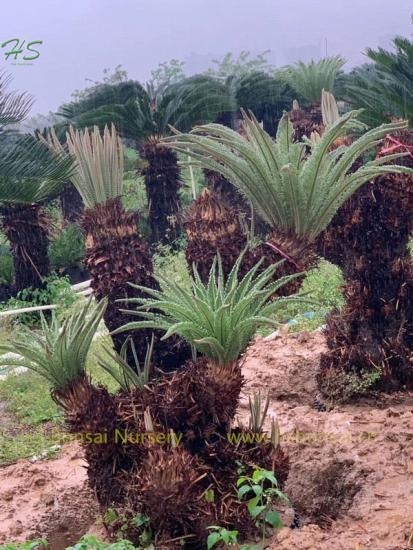 Multi Head Cycas Revoluta Bare Root Without Leaves