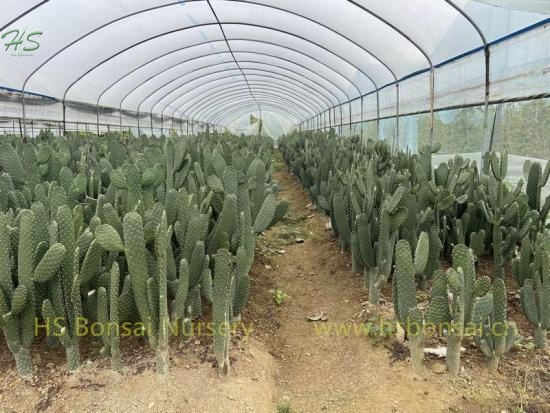 Opuntia Without Thorn