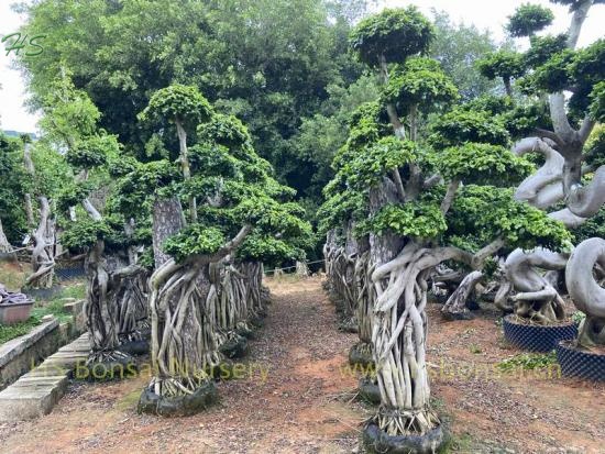 Unique Ficus Bonsai With Stone Grower