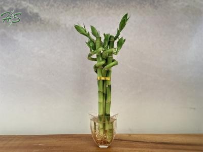 Wholesale Lucky Bamboo Step By Step Bonsai