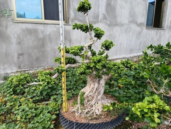 Artistic Ficus Aerial Shima Root Bonsai