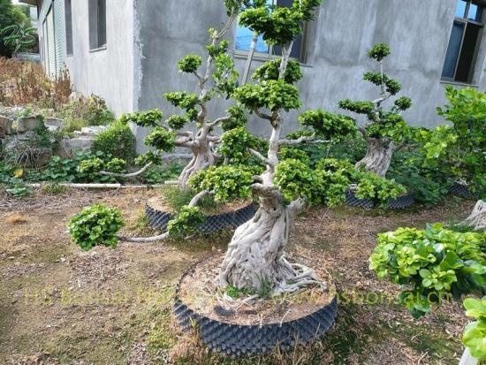 Artistic Ficus Aerial Shima Root Bonsai