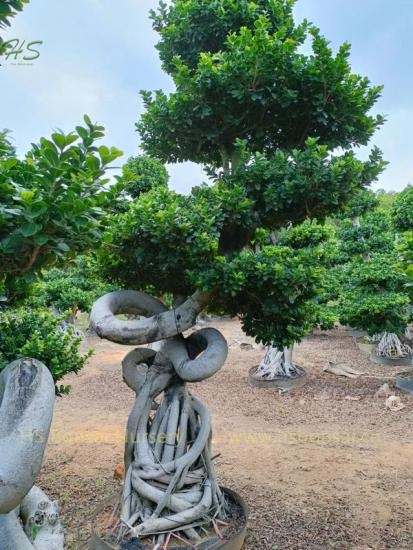 China Ficus Bonsai Root Shape For Garden