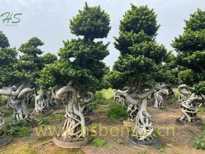 China Ficus Bonsai Root Shape For Garden