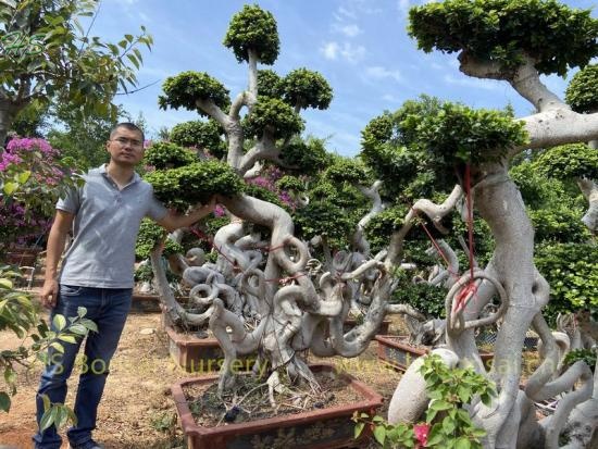 Chinese Ficus Bonsai Root Shape For Design