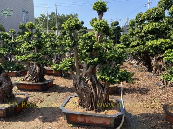 Multi Root Ficus Bonsai Small Size For Garden