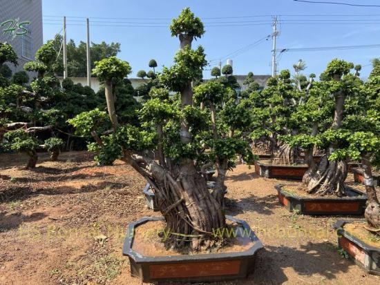 Multi Root Ficus Bonsai Small Size For Garden