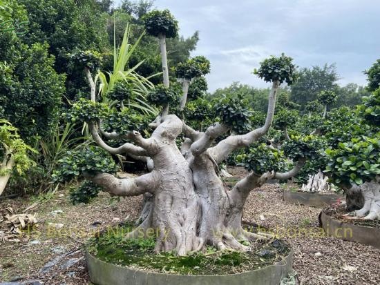 Aerial Root Old Plant Ficus Microcarpa