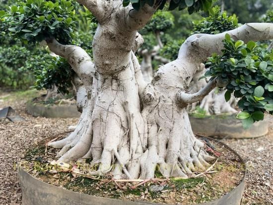 Aerial Root Old Plant Ficus Microcarpa