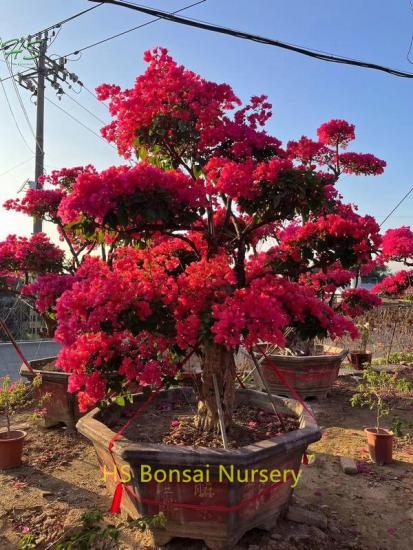  Bonsai Bougainvillea Flower Varietyy