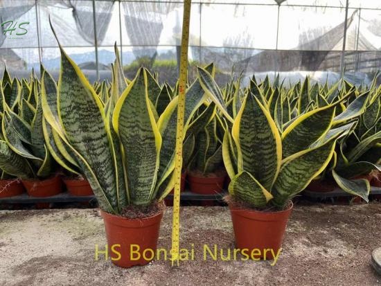 A Very Popular Unique And Beautiful Chinese Bonsai Sansevieria