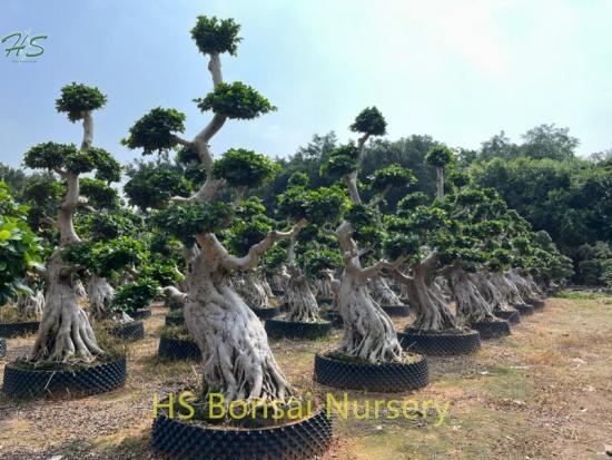 Bonsai figure-leaf figurine Ficus with shape